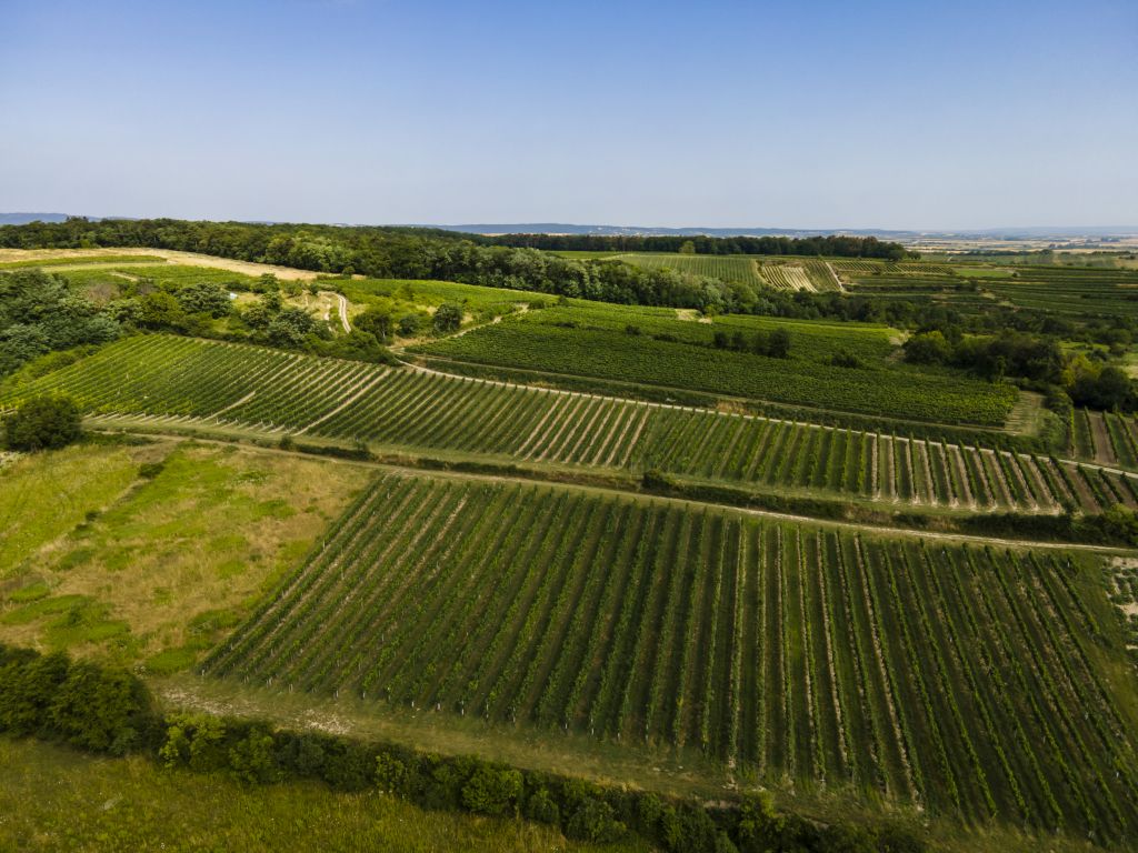 Austrian Vineyards - Fellingen